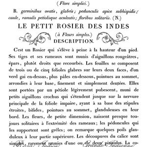 IOD - LA PETIT ROSIER 28x36 cm bútortranszfer